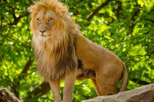 Close-up of a majestic African lion standing outdoors, showcasing its lush mane. jigsaw puzzle