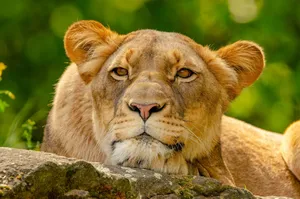 Majestic lioness resting on rock with green foliage backdrop, showcasing wildlife beauty. jigsaw puzzle