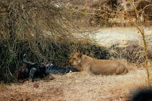 A majestic lioness feeding on her prey in the wild African savannah. jigsaw puzzle