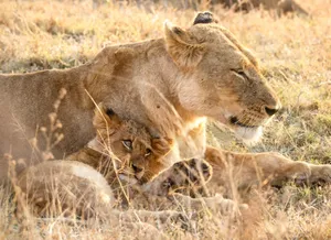 A lioness and her cub resting together in the sunny African savannah. jigsaw puzzle