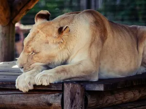 A tranquil white lion rests peacefully on a wooden platform, exuding serenity and majesty. jigsaw puzzle