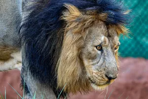 Close-up of a majestic lion with a striking mane, showcasing its regal presence in the wild. jigsaw puzzle
