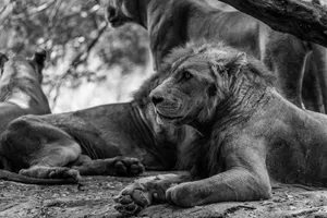 Black and white photo of lions resting in their natural habitat. jigsaw puzzle