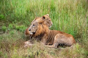 Two lions lying in the lush grasslands of Nairobi, Kenya, captured in serene wildlife photography. jigsaw puzzle