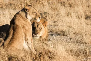 A pair of lions engaged in a tender moment on the savannah, captured in natural light. jigsaw puzzle