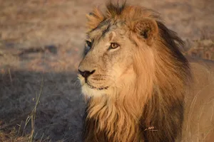 Close-up portrait of a majestic male lion in a natural habitat, showcasing its powerful presence. jigsaw puzzle