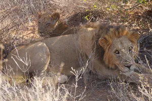 Male and female lions resting in the shrubs of Isiolo County, Kenya. jigsaw puzzle