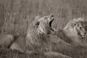 Two lions resting in Kenya with one yawning in the grasslands. jigsaw puzzle