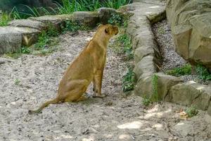Lioness in a zoo habitat, sitting and facing a rock wall surrounded by sand and greenery. jigsaw puzzle