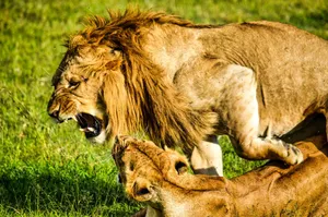 A dramatic moment of two lions engaging in a powerful interaction in the wilds of Laikipia County, Kenya. jigsaw puzzle