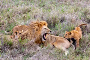 A lion pride rests in the grasslands of Tanzania, showcasing wildlife in its natural habitat. jigsaw puzzle