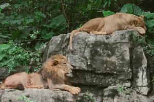 Two lions resting on large rocks surrounded by greenery, depicting wildlife in a natural setting. jigsaw puzzle