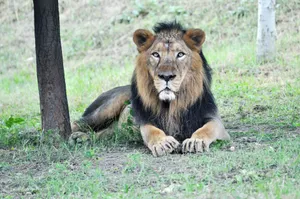 Close-up of a majestic Asiatic lion resting on grass in Etawah, India. jigsaw puzzle