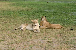 Three lionesses resting peacefully on a grassy savanna. jigsaw puzzle