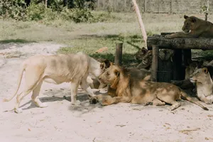 A pride of lions relaxing in the shade during a sunny day at the zoo. jigsaw puzzle
