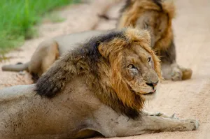 Close-up of two African lions lying on the ground in their natural habitat. jigsaw puzzle