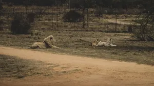 A pride of lions resting in the savanna, showcasing the beauty of African wildlife. jigsaw puzzle