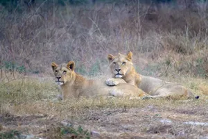 Two lions relax on the savannah, showcasing wildlife in its natural habitat. jigsaw puzzle