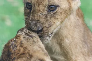 Two lion cubs playing affectionately on a sunny day in the wild. jigsaw puzzle