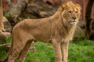 A majestic lion with a prominent mane stands proudly in the wild, embodying strength and grace. jigsaw puzzle