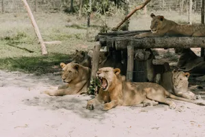 A group of lions relaxing under a wooden shelter at a zoo. Calm and serene scene. jigsaw puzzle