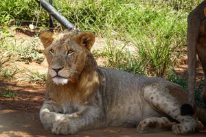 A majestic lion lounging on the ground amidst natural greenery, showcasing its regal presence. jigsaw puzzle