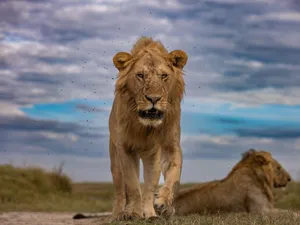Close-up of a powerful African lion in Kenya's Maasai Mara, captured on a wildlife safari. jigsaw puzzle