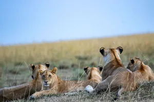 Group of lions relaxing in the savannah landscape under a clear blue sky. jigsaw puzzle