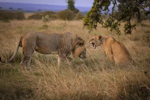 Two lions interact in the savanna of Narok, Kenya at twilight, capturing the essence of wildlife photography. jigsaw puzzle