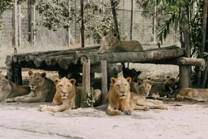 A group of lions relaxing in a shaded area at a zoo enclosure. jigsaw puzzle