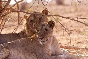 Two lions rest under a tree in Taita-Taveta County, Kenya, showcasing their majestic presence. jigsaw puzzle