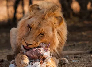 Majestic lion feasting on prey in the wild, showcasing raw strength and natural beauty. jigsaw puzzle