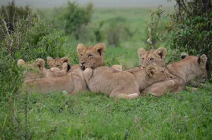 A pride of lion cubs resting on the grass in the vibrant African savannah. jigsaw puzzle