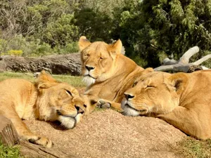 Three majestic lions basking in the sun at Werribee Open Range Zoo, Victoria. jigsaw puzzle