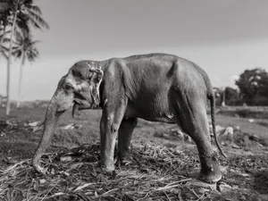 A detailed black and white photo of an elephant standing in a rural Indian landscape. jigsaw puzzle