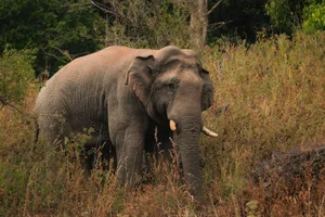 A majestic Asian elephant walking through its natural grassland habitat on a sunny day. jigsaw puzzle