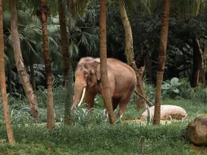 Asian elephant walking among palm trees in a dense jungle setting. jigsaw puzzle