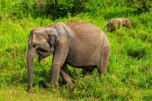 A captivating scene of Asian elephants grazing in vibrant green grass in their natural habitat. jigsaw puzzle