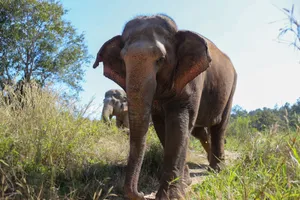 Close-up of an Asian elephant in a sanctuary in Chiang Mai, Thailand under bright sunlight. jigsaw puzzle