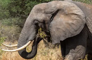 Majestic African elephant captured up close while grazing in its natural habitat. jigsaw puzzle