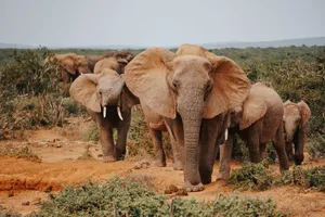 Group of African elephants in the savanna, showcasing wildlife in natural habitat. jigsaw puzzle