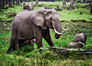 A herd of African elephants roaming the lush greenery of Kenya's national park. jigsaw puzzle
