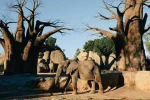 African elephant with baobab trees in a sunny, natural setting at a zoo. jigsaw puzzle