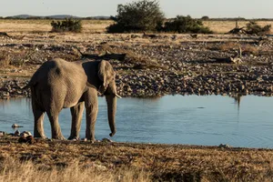 A lone African elephant stands beside a tranquil river in a wildlife reserve, captured in natural daylight. jigsaw puzzle
