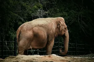A side view of an Asian elephant standing in a zoo enclosure, showcasing its aged appearance and sagging skin. jigsaw puzzle