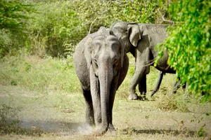 Majestic wild elephants roam in the lush greenery of Uva Province, Sri Lanka. jigsaw puzzle