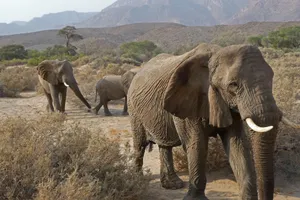A group of African elephants traversing a desert landscape with mountains in the background. jigsaw puzzle