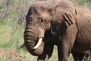 Majestic African elephant with tusks and trunk in a lush, grassy environment. jigsaw puzzle