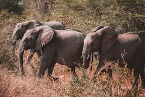 A herd of African elephants walks through lush bushveld, showcasing the beauty of wildlife. jigsaw puzzle
