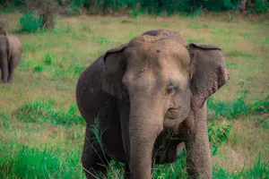 Capture of wild elephants grazing in the lush grasslands of Sri Lanka. jigsaw puzzle